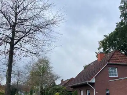 Diese Roteiche soll beschnitten werden: Anwohner Horst-Dieter H&auml;usler ist der Ansicht, dass der Stra&szlig;enbaum zu weit auf sein Grundst&uuml;ck reicht, es verschattet und mit Laub bedeckt. Die Gemeinde Bad Zwischenahn sieht das anders.