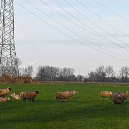 Die &uuml;berlebenden Tiere der Schafherde Johann Sjuts in Eilsum-Grimersum sind nach den massenhaften Riss durch einen Wolf oder mehrere W&ouml;lfe stark verst&ouml;rt &ndash; insgesamt 21 Schafe verendeten bis jetzt an den Folgen des Angriffs.