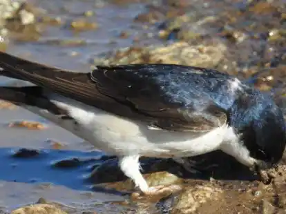 Kehrt fr&uuml;her zur&uuml;ck: Die in Niedersachsen heimische Mehlschwalbe kommt etwa zehn Tage fr&uuml;her aus ihrem &Uuml;berwinterungsgebiet zur&uuml;ck als noch vor 30 Jahren.