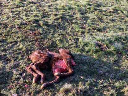 Best&auml;tigt: Ein Wolf hat Mitte November ein Angus-Kalb auf dem Klosterhof J&uuml;hrden in Bockhorn gerissen.