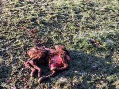 Best&auml;tigt: Ein Wolf hat Mitte November ein Angus-Kalb auf dem Klosterhof J&uuml;hrden in Bockhorn gerissen.