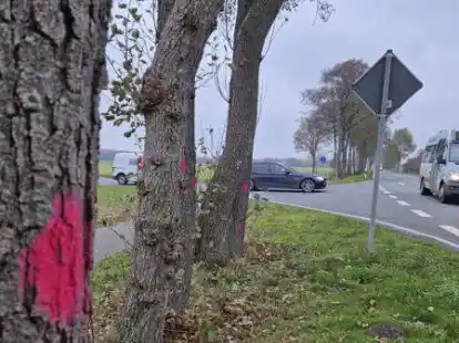 An der Neuscharreler Stra&szlig;e zwischen Gehlenberg und Neuscharrel sollen mehr als 150 B&auml;ume zur Verbreiterung der Stra&szlig;e gef&auml;llt werden.