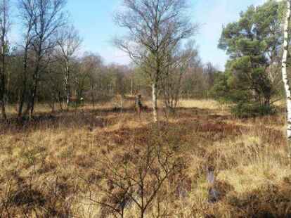 Das Stapeler Moor:  Welche Bedeutung dieses und andere Moore f&uuml;r den Klimaschutz haben, wird beim Politischen Stammtisch in Augustfehn er&ouml;rtert.
