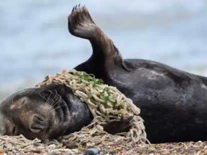 Eine Kegelrobbe hat sich  in einem Fischernetz verfangen.