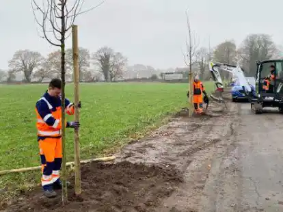 Die Stadtbetriebe Varel pflanzten Winterlinden unter anderem an der Stra&szlig;e Kleih&ouml;rn bei Altj&uuml;hrden.
