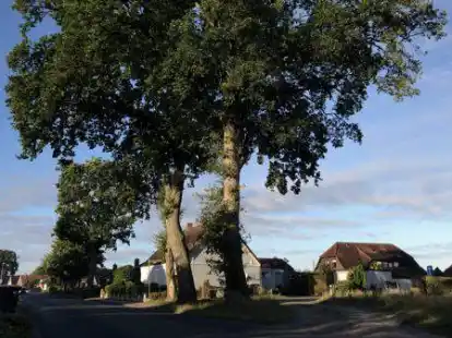 Eine der drei Eichen an der Steinhauser Stra&szlig;e wird gef&auml;llt &ndash; daf&uuml;r werden drei neue B&auml;ume als Kompensation gepflanzt.