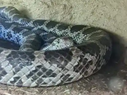 Eine von insgesamt f&uuml;nf Schlangen, die dem Tierheim Emden vor Monaten bereits &uuml;bereignet wurden.