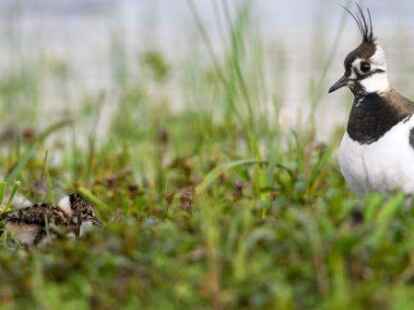 Ein Kiebitz mit einem Jungen. Die Einz&auml;unung von Brutinseln f&uuml;r Kiebitze zeigt in der n&ouml;rdlichen Altmark bei Salzwedel nach Einsch&auml;tzung der Natursch&uuml;tzer Wirkung.