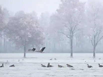 Diese Aufnahme einer G&auml;nseschar in der winterlichen Landschaft gelang Thomas Henkensiefken in Roggenmoor in der Gemeinde Apen.