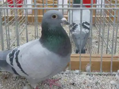 Die Tauben bei der Taubenschau wurden unter anderem auf Muskulatur und Knochenbau genauestens gepr&uuml;ft.