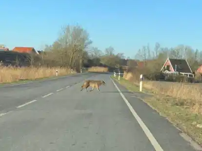 Einsamer Wolf auf Tour: Gleich mehreren Anwohnern l&auml;uft er am 9. M&auml;rz vor die Kameralinse &ndash; hier auf der Rysumer Landstra&szlig;e bei Wybelsum.