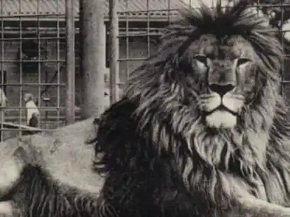 Berberl&ouml;we C&auml;sar. Der Liebling von den letzten Zoobesitzern Heinz-Dieter und Brigitte Hasselmann.