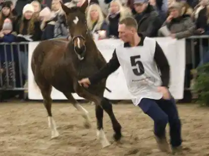 Bei den springbetonten Fohlen holte das Hengstfohlen von Fanny Ender aus Barnstorf den ersten Platz.