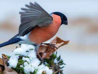 Machte im letzten Winter gleich 20 Pl&auml;tze gut: der Gimpel. Die meisten kennen ihn aber als Dompfaff &ndash; wegen seines pr&auml;chtigen Federkleides, das an das Gewand eines Domherren erinnert.
