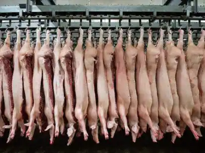 In Deutschland und im Nordwesten werden immer weniger Schweine geschlachtet.