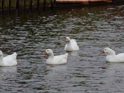 Putzmunter im Petkumer Sieltief: Vier der sechs verwilderten wei&szlig;en Hausg&auml;nse, die die Gefl&uuml;gelpest &uuml;berstanden haben.