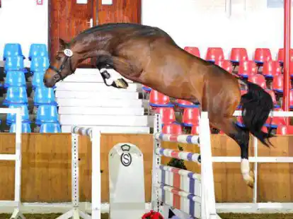 Beim einem Freispring-Championat wird das Springverm&ouml;gen von Pferden bewertet.
