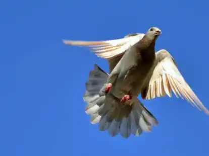 Mehrere Taubenjagden plant der Hegering B&ouml;sel im Januar. (Symbolbild)