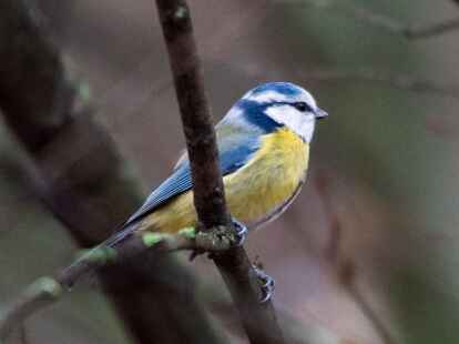 Eine Blaumeise sitzt auf einem Ast.