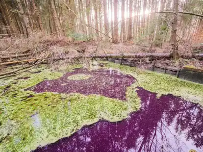 Hier im Hildesheimer Wald sind es sehr wahrscheinlich Purpurbakterien, die das Wasser verf&auml;rben.
