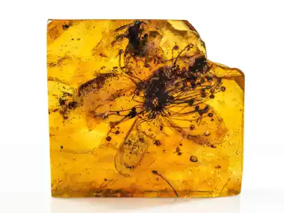 Fossile Bl&uuml;te von Symplocos kowalewskii (Symplocaceae) aus baltischem Bernstein. Es handle sich mit knapp drei Zentimetern Gr&ouml;&szlig;e um die gr&ouml;&szlig;te je in Bernstein entdeckte Bl&uuml;te, berichten Eva-Maria Sadowski vom Museum f&uuml;r Naturkunde Berlin und Christa-Charlotte Hofmann von der Universit&auml;t Wien im Fachblatt &laquo;Scientific Reports&raquo;.