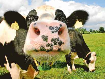 Ein Drittel der Milchkühe in der Region weiden auf Moorgrünland.