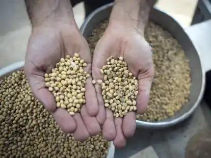 Soja wird vor allem als Futterzusatz in der Viehhaltung verwendet.