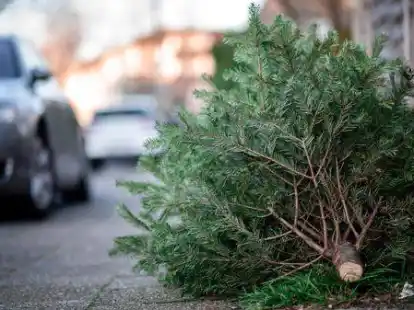 Ausgedientes Gr&uuml;n: Abgeschm&uuml;ckte Weihnachtsb&auml;ume holen in der Gemeinde Bad Zwischenahn in einigen Ortsteilen die Freiwilligen Feuerwehren ab.