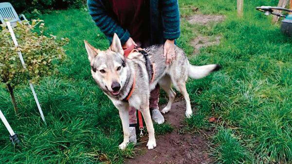 NWZJahresrückblick Ammerland 2022 Angeblicher Wolf in Westerstede ist