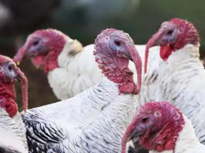 Sehr viele Truth&auml;hne werden in Garrel und B&ouml;sel gez&uuml;chtet.