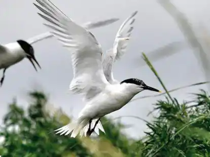 Im norddeutschen Wattenmeer zieht die Brandseeschwalbe im Sommerhalbjahr ihre Jungen auf, bevor sich der Zugvogel ab September auf den Weg in die w&auml;rmeren Gefilde S&uuml;dafrikas aufmacht.
