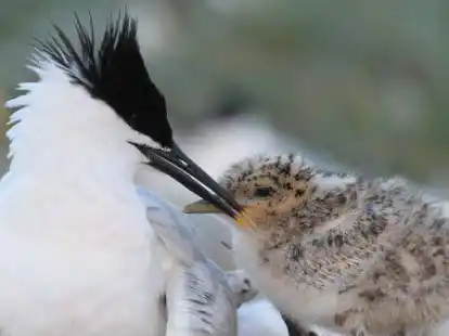 Eine Brandseeschwalbe mit K&uuml;ken. Gro&szlig;e Kolonien der Brandseeschwalben gibt es auf Wangerooge und Minsener Oog.