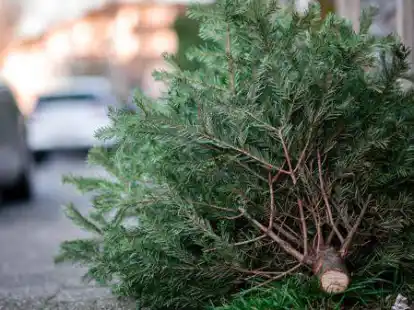Die ausgedienten Weihnachtsb&auml;ume werden auch in den Gemeinden Bar&szlig;el und Saterland wieder durch verschiedene Organisatoren eingesammelt. (Symbolbild)