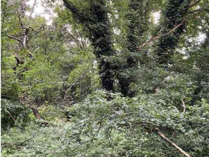 Die Cloppenburger Ratsgruppe Gr&uuml;ne/UWG hat sich intensiv f&uuml;r den Erhalt des Biotops eingesetzt.