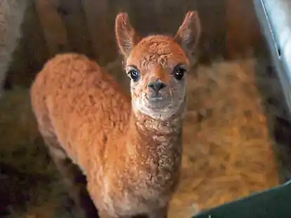 Das junge Alpaka hat noch keinen Namen.  