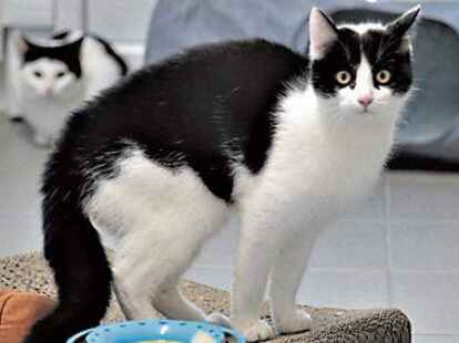 In den Stuben gibt es Spielzeug, Ausgang, Kuschel- und Kletterm&ouml;glichkeiten. &bdquo;Edera&ldquo; (re.) liegt in ihrer Katzen-WG.