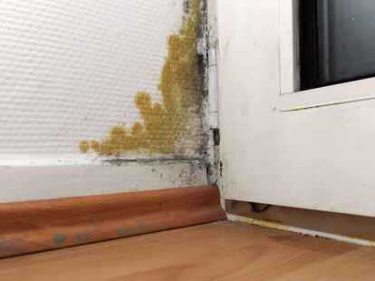 Schimmelpilzbek&auml;mpfer erwarten nach diesem Winter mehr Arbeit.