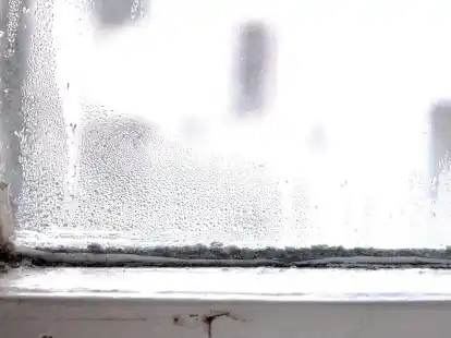 Ein Bild, wie man es gerade in vielen Wohnungen vorfindet: Wo viel Feuchtigkeit ist, w&auml;chst Schimmel gut.