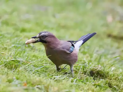 Ein Eichelh&auml;her (Garrulus glandarius) h&auml;lt in einem Garten in Hamburg eine Erdnuss in seinem Schnabel.