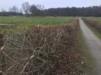 Heckenschnitt in der Welgenmarsch. An diesem Weg, der zum Marschweg f&uuml;hrt, ist von Stufen nichts zu sehen.