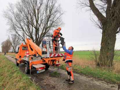 Die beiden BEE-Mitarbeiter Konstantin Machold und Joachim Veltjes (von links) nahmen gestern die Fledermaus-Nistk&auml;sten von den Weiden, die gef&auml;llt werden sollen. Die Rodungsarbeiten selbst &uuml;bernimmt ein privates Unternehmen.
