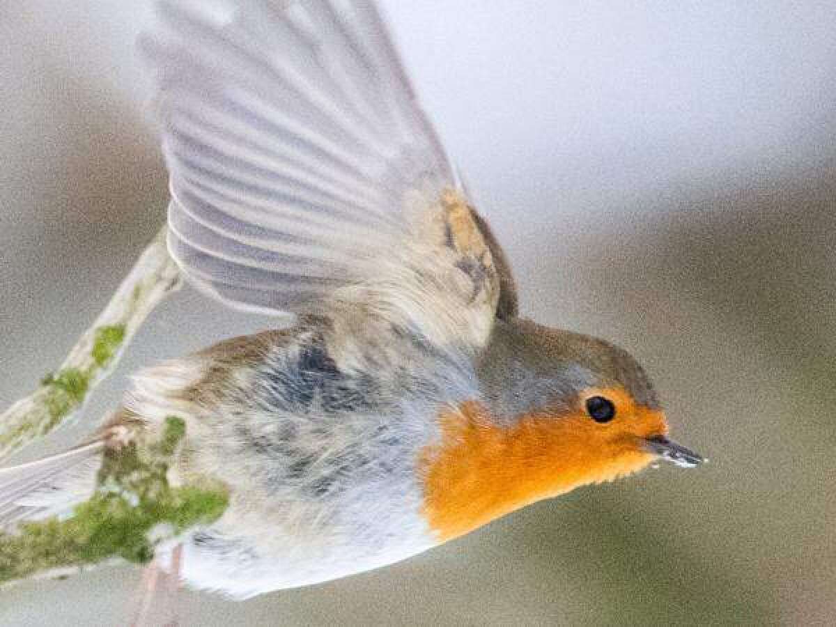 Milder Winter in Oldenburg Erste Zugvögel kehren zurück