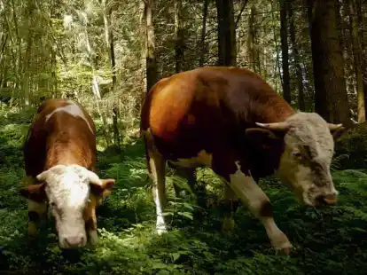 &bdquo;The End of Meat&ldquo; ist der erste Film der Reihe &bdquo;Alles Utopie?&ldquo; im Casablanca-Kino.