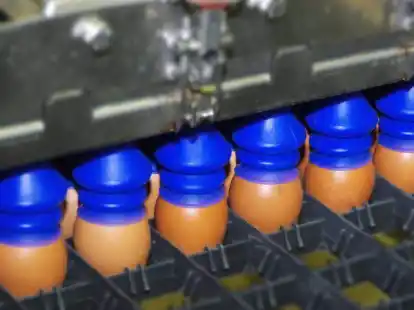 Die Eier werden durchleuchtet, um die Geschlechter der H&uuml;hnerembryonen zu bestimmen.