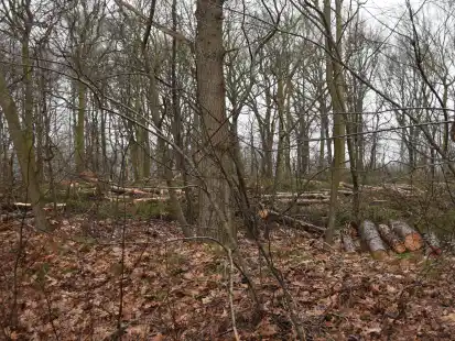 Mehrere B&auml;ume sind im Wald rund um den Hollener See bei Ramsloh gef&auml;llt worden.