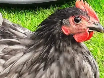 Sie alle verbindet die Liebe zum Rassegefl&uuml;gel (Symbolbild): Die Mitglieder der Jugendgruppe im Rassegefl&uuml;gelzuchtverein Apen-Augustfehn treffen sich nun zum Bowlen.