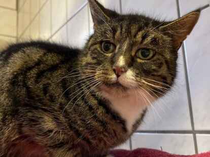 Oldenburger Tierheimtiere: Katze Bomba ist eine Prinzessin