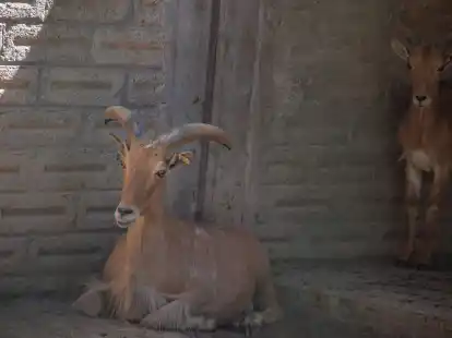 Im Taco gelandet? Auf Anweisung des Direktors eines s&uuml;dmexikanischen Zoos sollen vier Zwergziegen geschlachtet worden sein - und es sind nicht die einzigen Tiere, die unter mysteri&ouml;sen Umst&auml;nden verschwunden sind.