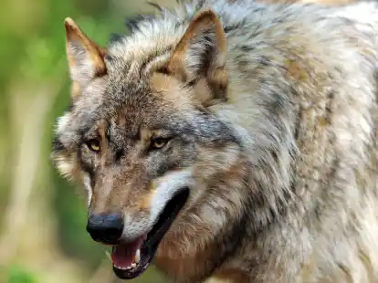 Ein Jungwolf streift  durch ein Gehege des Wolfscenters D&ouml;rverden in Niedersachsen. Ein wildlebender Artgenosse wurde als besonders blutr&uuml;nstig bundesweit bekannt.