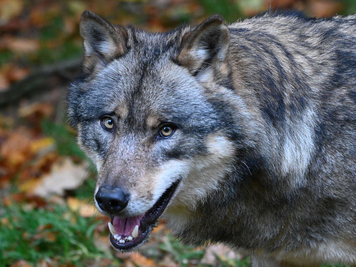 EWE Baskets Oldenburg planen für Top Four Wolf in Lemwerder gesichtet